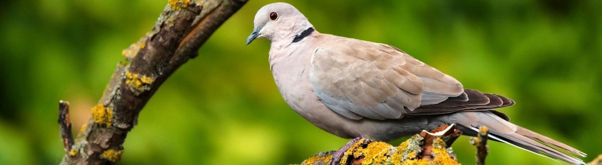 [paste advice page name here]